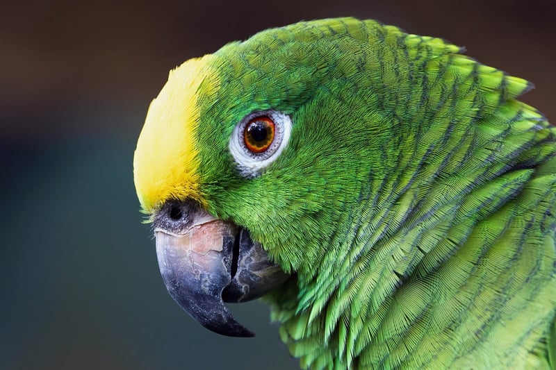 Inkaterra Reserva Amazonica, Peru